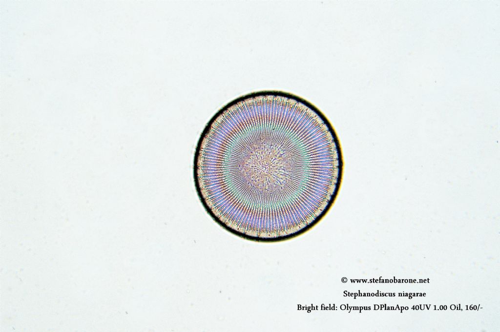 Stephanodiscus niagarae